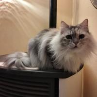 Gattina