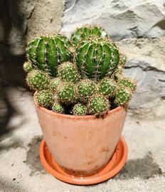Set 3 polloni di cactus
