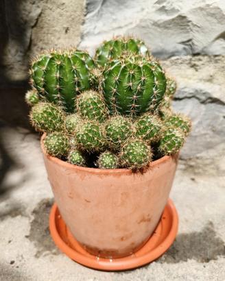Set 3 polloni di cactus