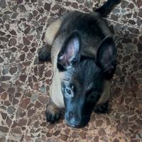 Cucciolo pastore belga malinois