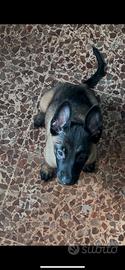 Cucciolo pastore belga malinois