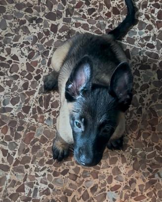 Cucciolo pastore belga malinois