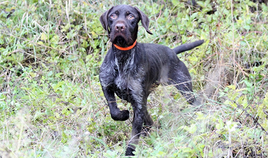 Drahthaar pronta caccia