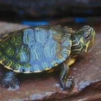 Adotto tartarughe marine
