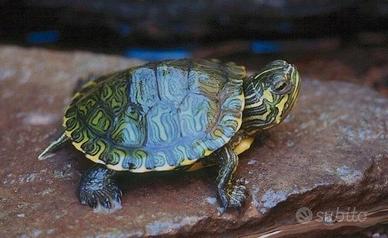 Adotto tartarughe marine