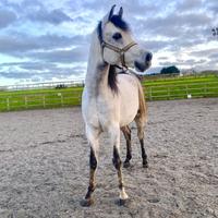 Cavallo arabo