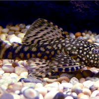 Pesci acquario tropicale Ancistrus