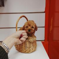 Barboncino mini toy maschio