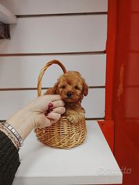 Barboncino mini toy maschio