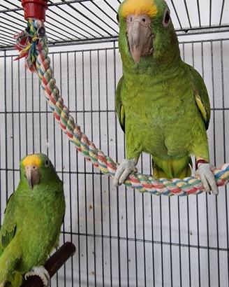 Coppia di Amazona Ocrocephala Panamensis