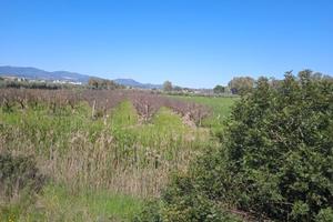 Terreno agricolo irriguo Nova Siri Marina (MT)