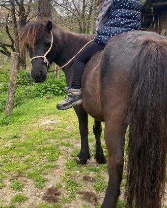 Pony shetland