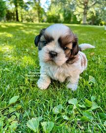 Cuccioli di shihtzu