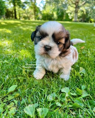 Cuccioli di shihtzu
