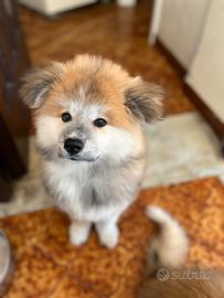 Akita inu