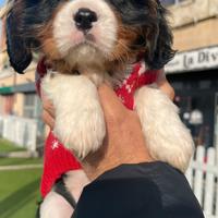 Cavalier King Charles Spaniel