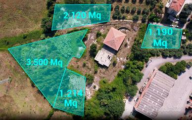 Terreni agricoli con uliveto – Foiano della Chiana
