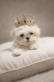 Cuccioli maltese linea coreana