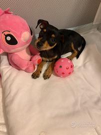 Pincher toy