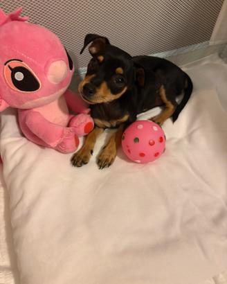 Pincher toy