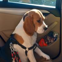 Cuccioli beagle tricolore