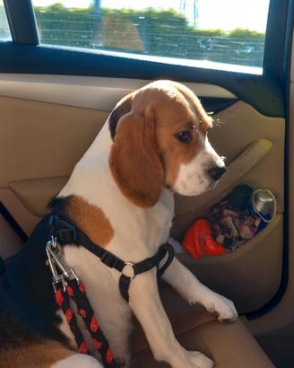 Cuccioli beagle tricolore