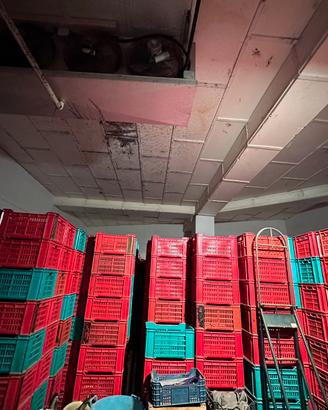 Casse in plastica, cassette, casse per la frutta
