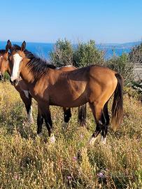 Cavallo paint x quarter