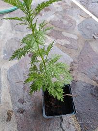 Artemisia Annua piantine 