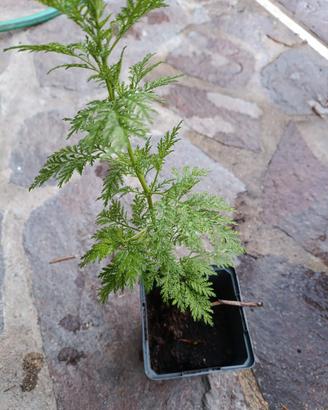 Artemisia Annua piantine 