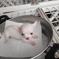 Dispongo di una femmina di chihuahua