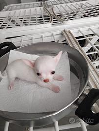 Dispongo di una femmina di chihuahua
