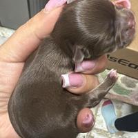 Cucciolo Chihuahua Linea Russa