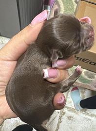 Cucciolo Chihuahua Linea Russa