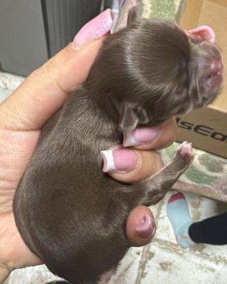 Cucciolo Chihuahua Linea Russa