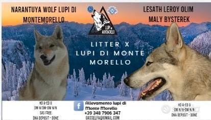 Cuccioli di cane lupo cecoslovacco con pedigree
 in vendita a Sesto Fiorentino