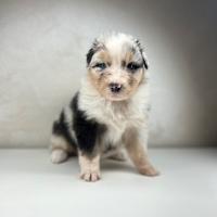 Cuccioli pastore australiano