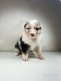Cuccioli pastore australiano