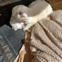 Pastore Maremmano Abruzzese