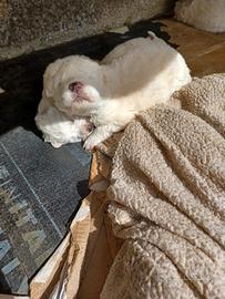 Pastore Maremmano Abruzzese