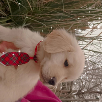 Golden retriever cuccioli