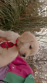 Golden retriever cuccioli