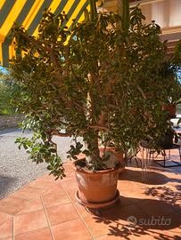 Pianta grassa adulta Crassula