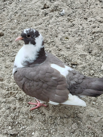 Colombe pavoncelle e triganino pesanti