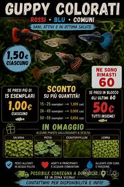 Guppy coloratissimi allevati all'esterno