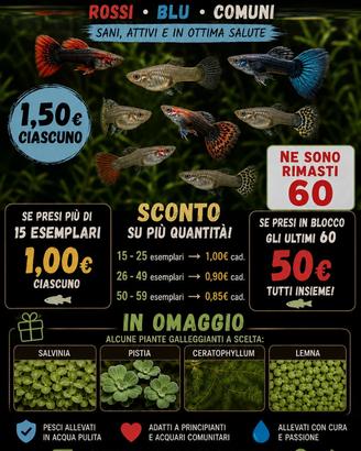 Guppy coloratissimi allevati all'esterno