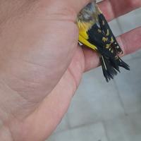 Cardellini nostrani gialli 2025