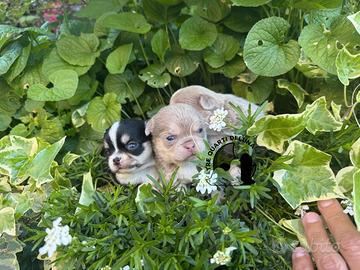Cucciolo Chihuahua TreQuartidiLuna Disponibile
