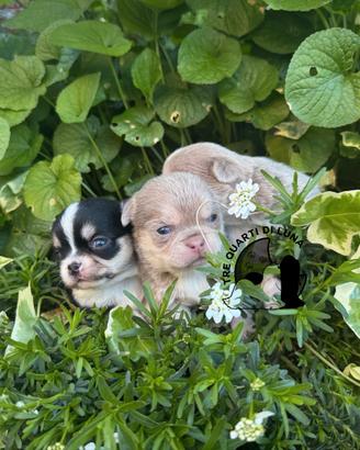 Cucciolo Chihuahua TreQuartidiLuna Disponibile