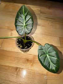 Alocasia regal shield n.2